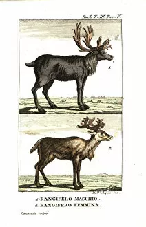 Male and female reindeer, Rangifer tarandus