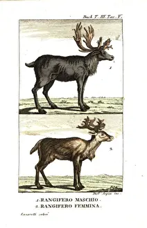Interessanti Prints: Male and female reindeer, Rangifer tarandus