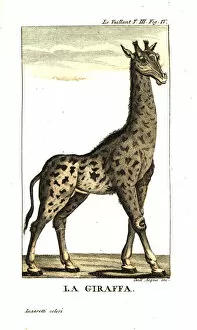 Male giraffe, Giraffa camelopardalis