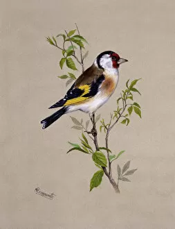 Birds Collection: A male Goldfinch