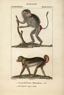 Macaque Collection: Male Hamadryas baboon, Papio hamadryas