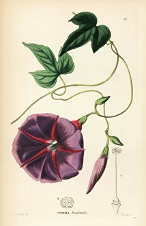 Lindley Gallery: Male jalap plant, Ipomoea batatoides