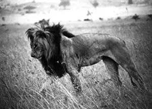 Mane Prints: Male Kenyan Lion