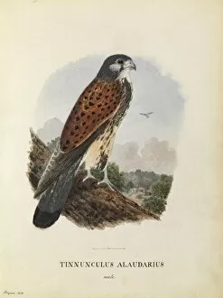 Images Dated 3rd March 2014: Male Kestrel Watercolour Plate 1. Aug 1848