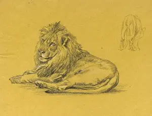 A male lion