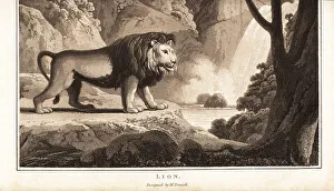 Mane Prints: Male lion with dark mane, possibly an extinct Cape lion