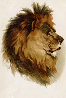Panthera Collection: MALE LIONS HEAD