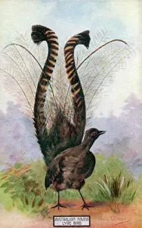 Male Lyrebird - huge tail fanned out in courtship display