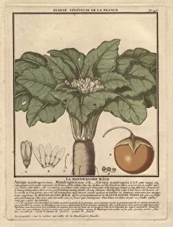 Atropa Gallery: Male mandrake plant, Atropa mandragora or Mandragora