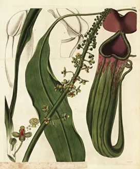 Pitcher Collection: Male pitcher plant, Nepenthes distillatoria mas