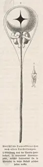 Child Birth Prints: Male Spermatozoa