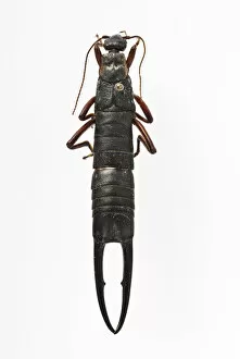 Entomology Gallery: Male St Helena giant earwig