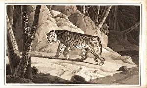 Predator Prints: Male tiger, Panthera tigris, endangered