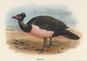 THE MALEO