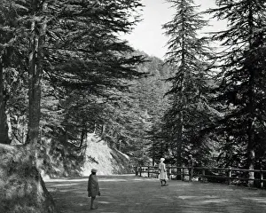 Shade Prints: Mall Road, Simla (Shimla), India