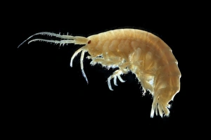 Mallacoota insignis Mallacoota insignis