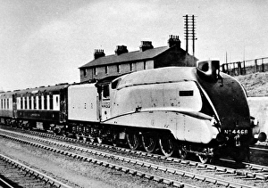 Images Dated 5th April 2004: The Mallard