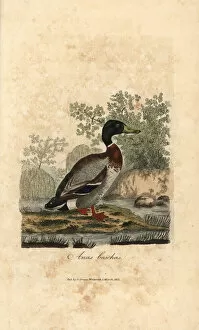 Anas Collection: Mallard, Anas boschas, wild duck, Anas platyrhynchos