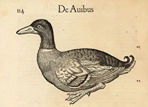 Ornithology Prints: Mallard duck, Anas platyrhynchos