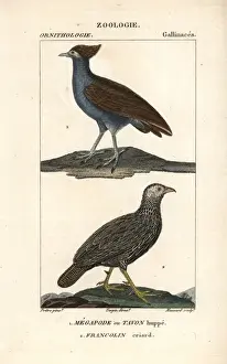 Capensis Prints: Mallard duck, Anas platyrhynchos, and red-breasted