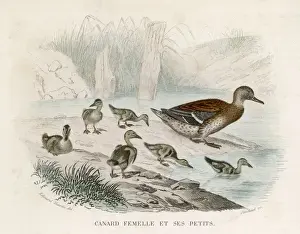 Ducklings Prints: Mallard / Ducklings