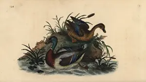 Edwarddonovan Prints: Mallard ducks, Anas platyrhynchos, male and female pair