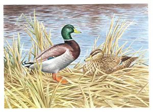 Parry Prints: Mallards