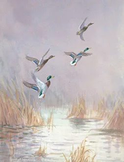 Roland Prints: Mallards Disturbed British Birds Watercolour