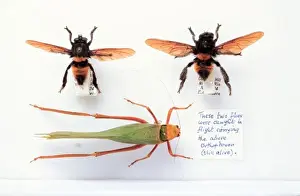 Orthoptera Prints: Mallophora infernalis, robber flies