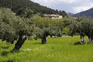 Images Dated 21st April 2013: Mallorca, Spain, Valldemossa - Farmhouse