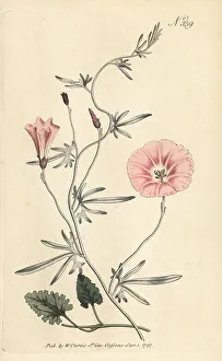 Stephen Couchman Prints: Mallow bindweed, Convolvulus althaeoides