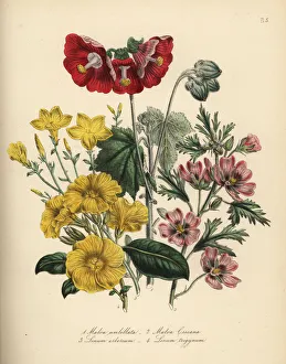 Arboreum Gallery: Mallow and flax species