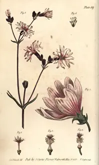 Ragged Prints: Mallow, Malva sylvestris, and ragged robin