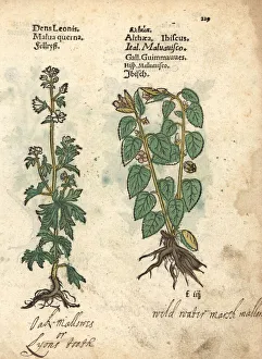 Althaea Gallery: Mallow, and marshmallow, Althaea officinalis