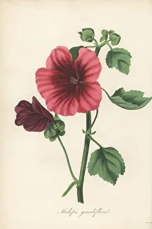 Volume 1 Prints: Mallow-wort, Malope trifida