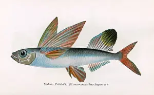 Hawaii Prints: Malolo Puhiki i, Fishes of Hawaii