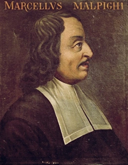 Anatomic Gallery: MALPIGHI, Marcello (1628-1694). Italian doctor
