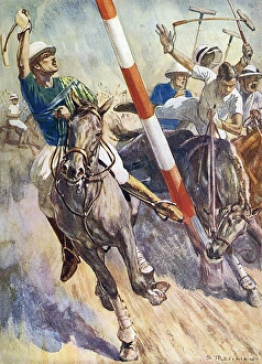 Images Dated 29th October 2015: The Maltese Cat (Polo)
