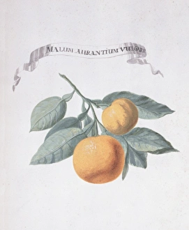 Aurantiaceae Collection: Malum aurantium vulgare, orange