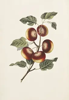 Brookshaw Prints: Malus communis, apple tree
