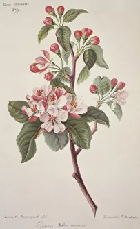 Crustacea Prints: Malus coronaria L. 1877, sweet crab apple