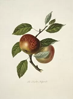 Edible Gallery: Malus domestica, apple (Scarlet Nonpareil Apple)