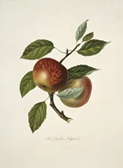 William Hooker Prints: Malus domestica, apple (Scarlet Nonpareil Apple)