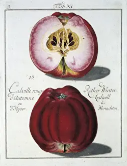 Rosales Prints: Malus sp. apple