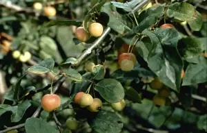 Malus sylvestris, crab apple