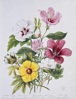 Althaea Gallery: Malva sp. mallow plants