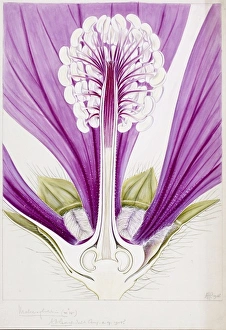 Malvales Collection: Malva sylvestris, mallow