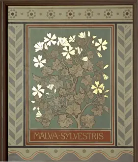 Malva sylvestris, mallow
