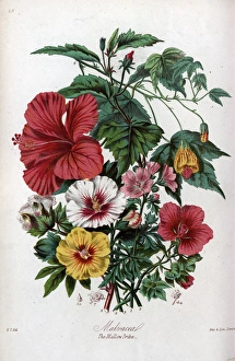 Malvaceae - Mallow Malvaceae - Mallow