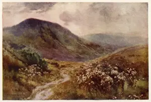MAM TOR
